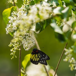 The large variety of flowering trees attracts numerous species of butterflies.
